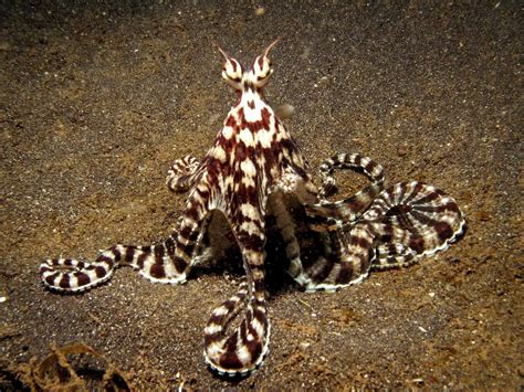 octopus indonesia